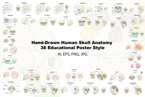 Human Skull Anatomy 38 Illustrations: A Practical Visual Resource for Learning and Design